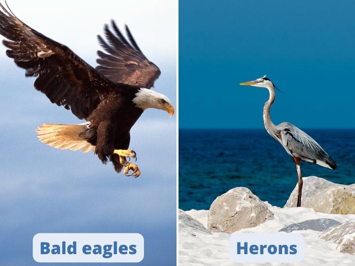 Birdwatching in Canyon Lake