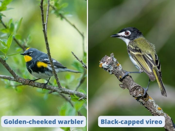 Birdwatching in Colorado Bend State Park