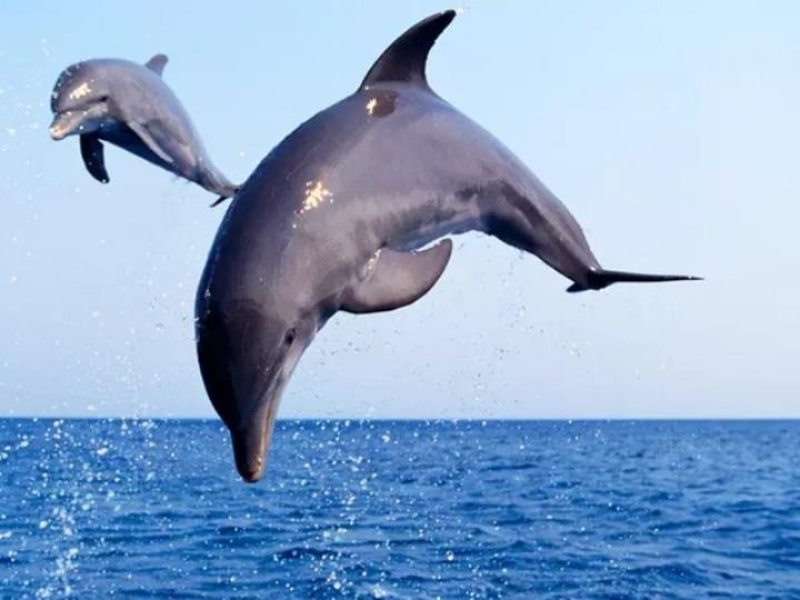 Coastal Wildlife, Mustang Island