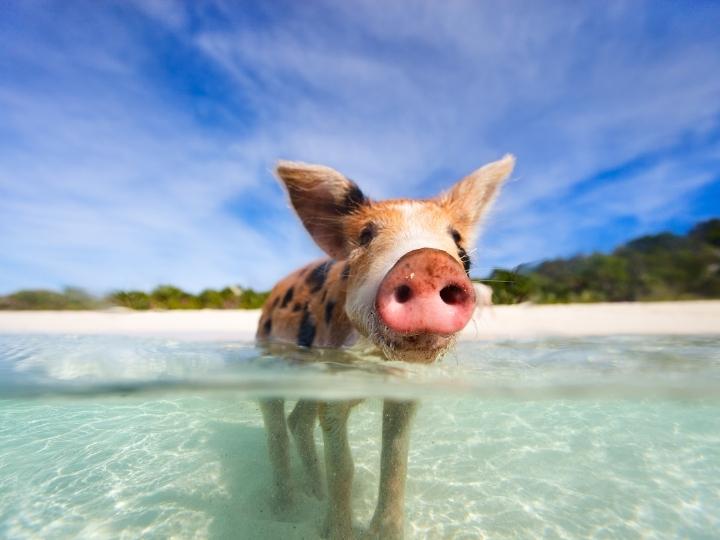 Swimming Pigs of Exuma