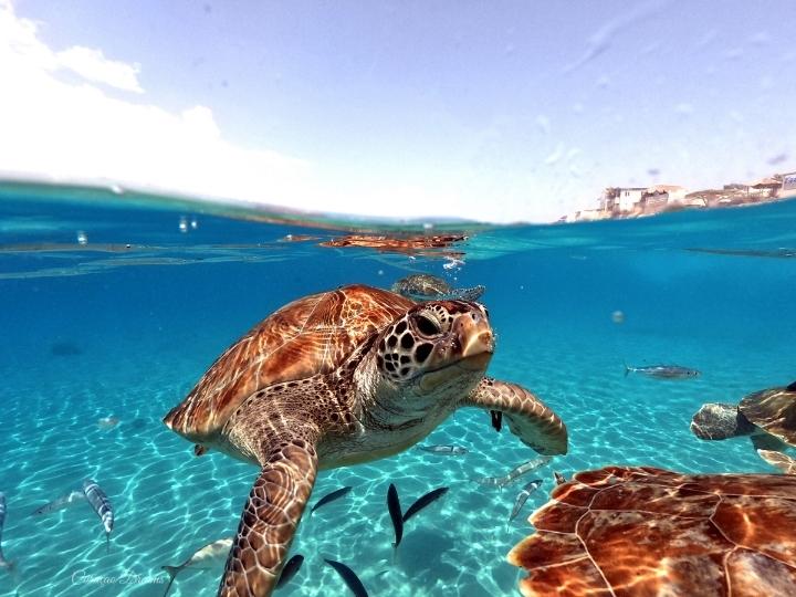 Vibrant Marine Life in the Bahamas