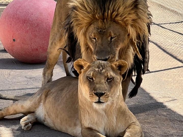 Lion Habitat Ranch