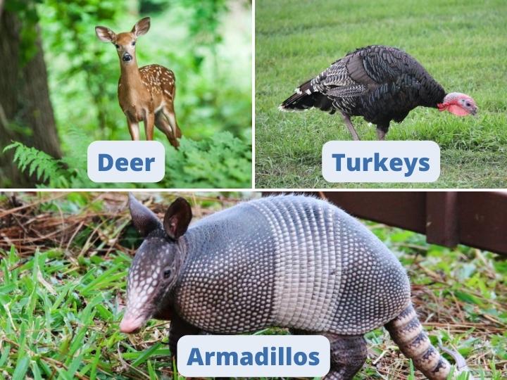 Wildlife in Garner State Park