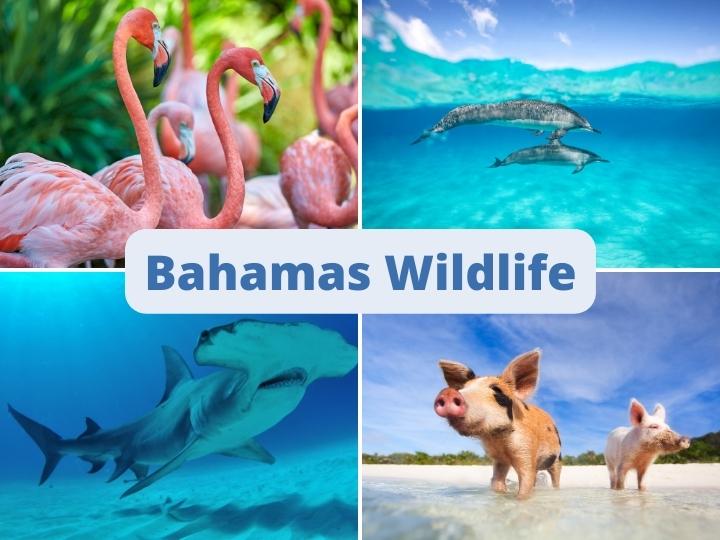 Bahamas Wildlife