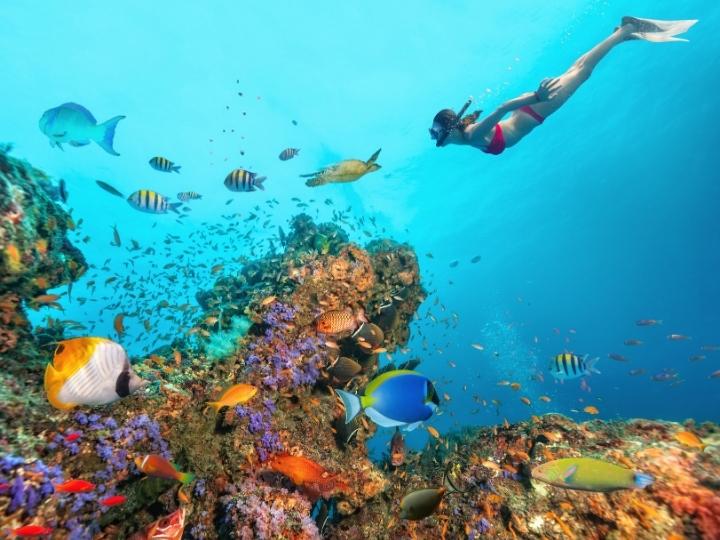 Discover the Coral Coast