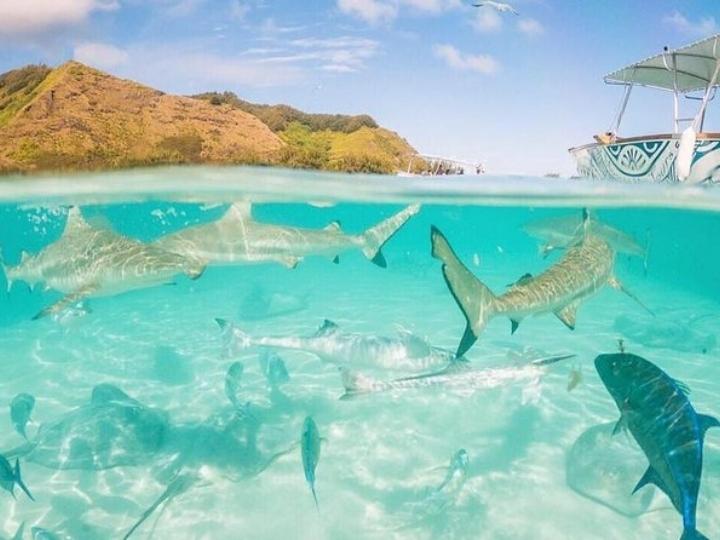 Dive with the sharks in Maldives