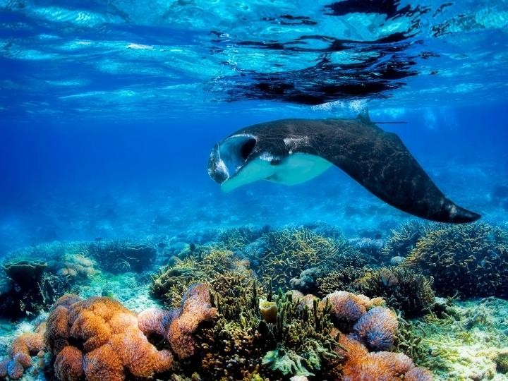 Dive with Manta Rays in Hawaii