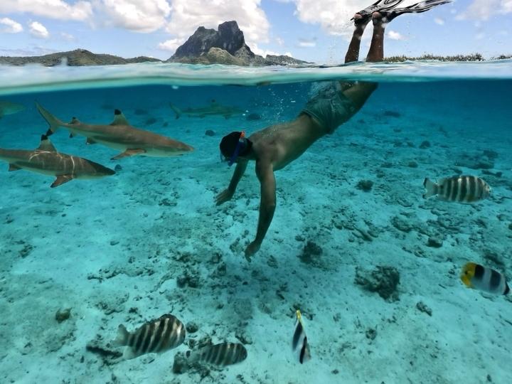 Snorkel with the sharks