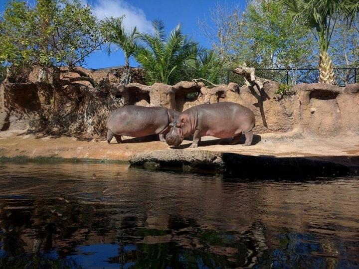 The San Antonio Zoo