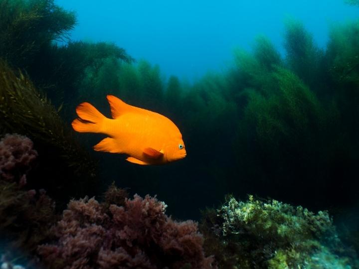 Garibaldi Fish