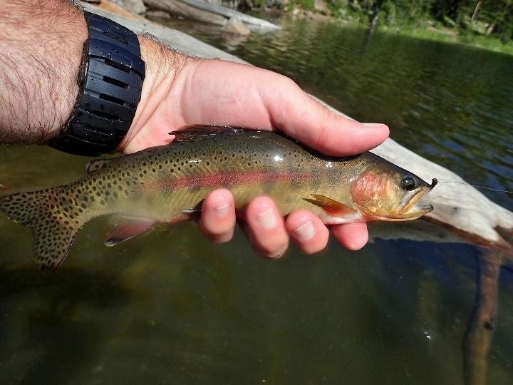 California's Golden Trout
