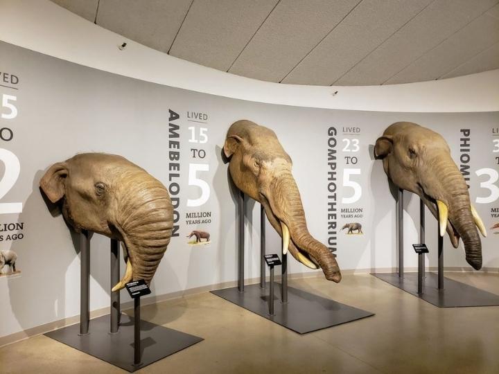 La Brea Tar Pits and Museum