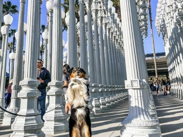 Los Angeles County Museum of Art