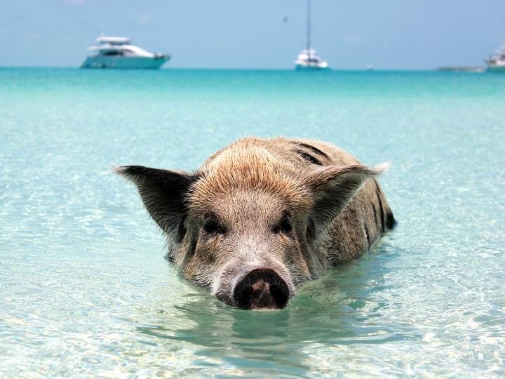 Pig Beach, Big Major Cay