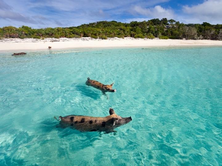Swimming with the pigs at Pig Beach in Examus