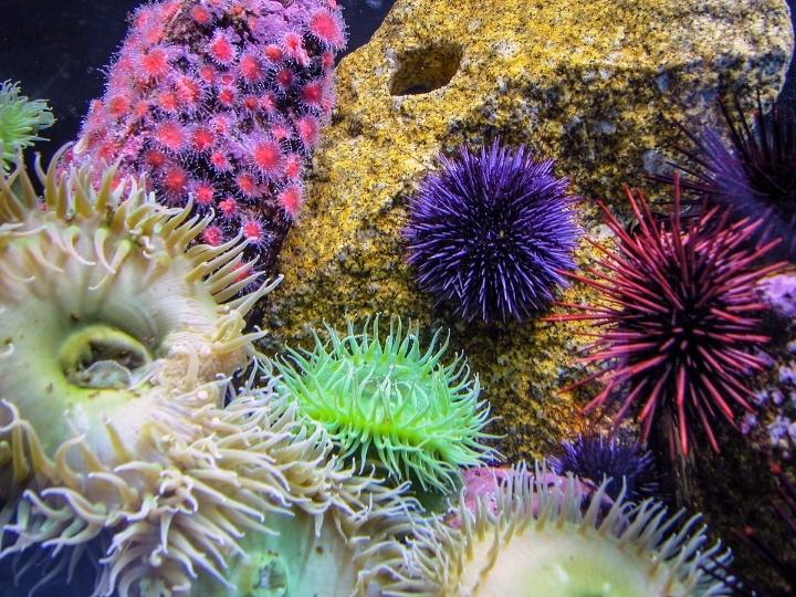 Tide Pools
