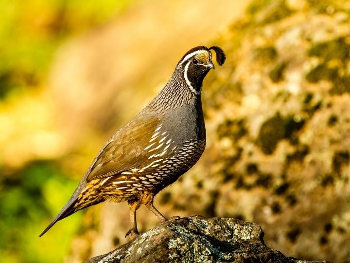 The California Valley Quail