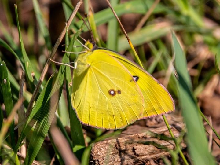 California dogface butterfly