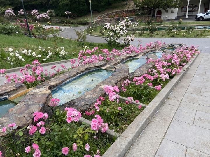 Morcom Rose Garden