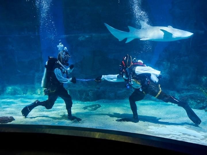 Diving at Sea Life Melbourne Aquarium
