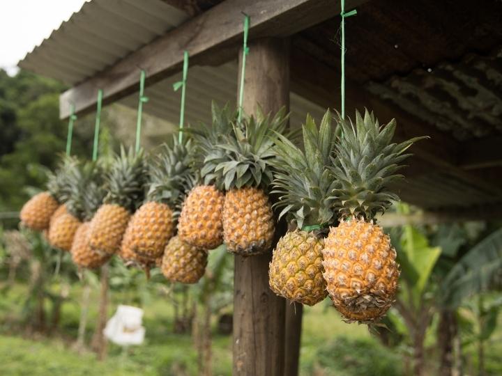 Pineapples Fiji