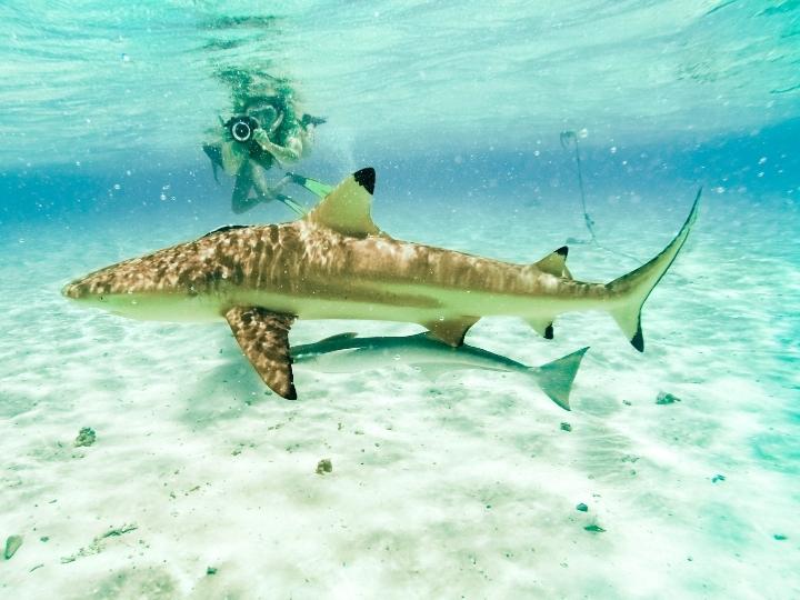 Snorkeling and Diving