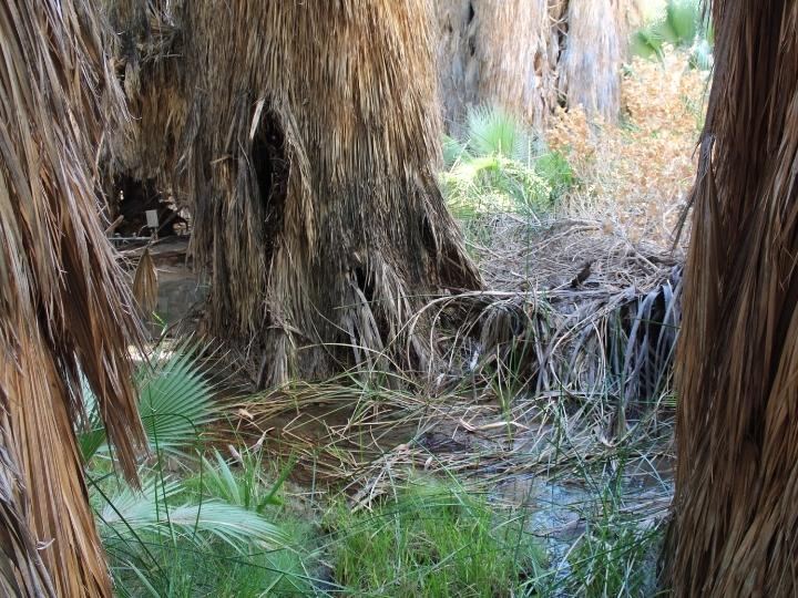 Coachella Valley Preserve