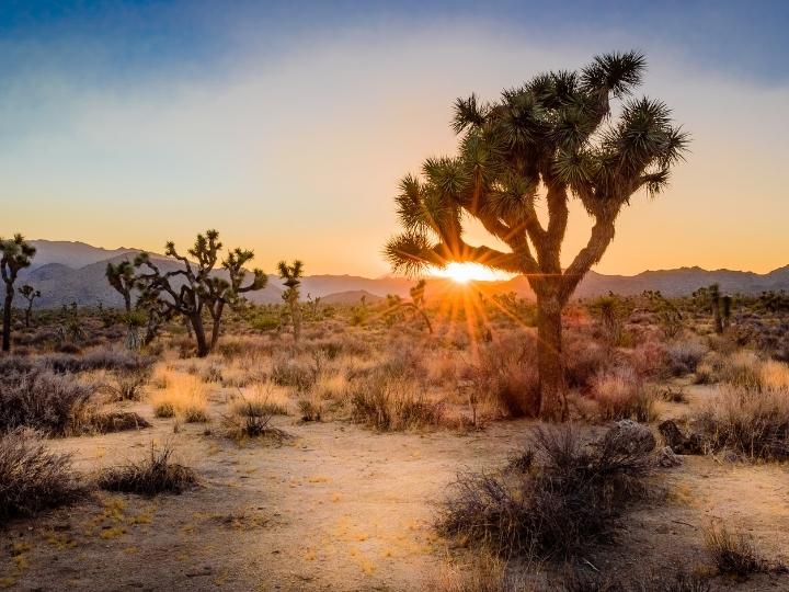 Joshua Tree National Park