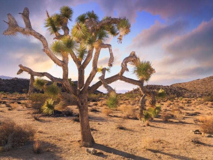 Joshua Tree National Park