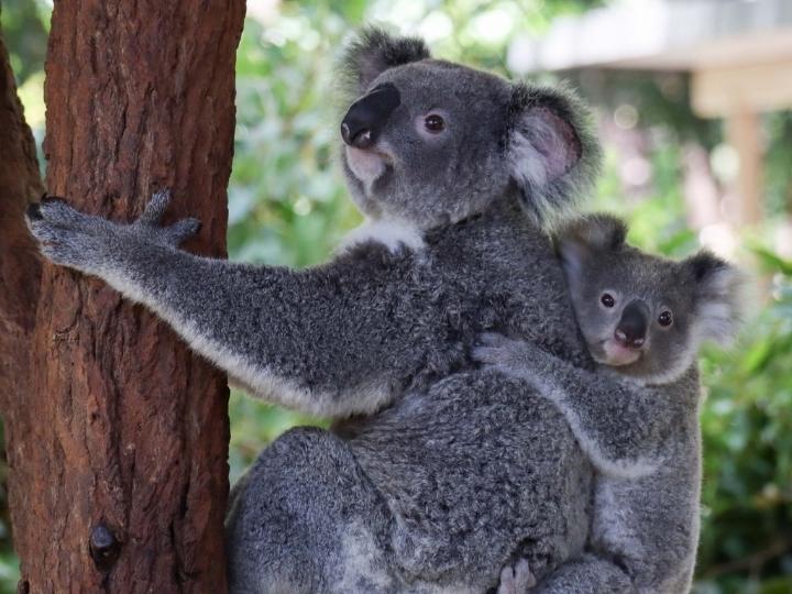 Lone Pine Koala Sanctuary
