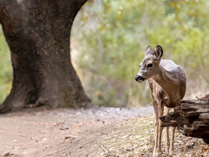  Rancho San Antonio Open Space Reserve
