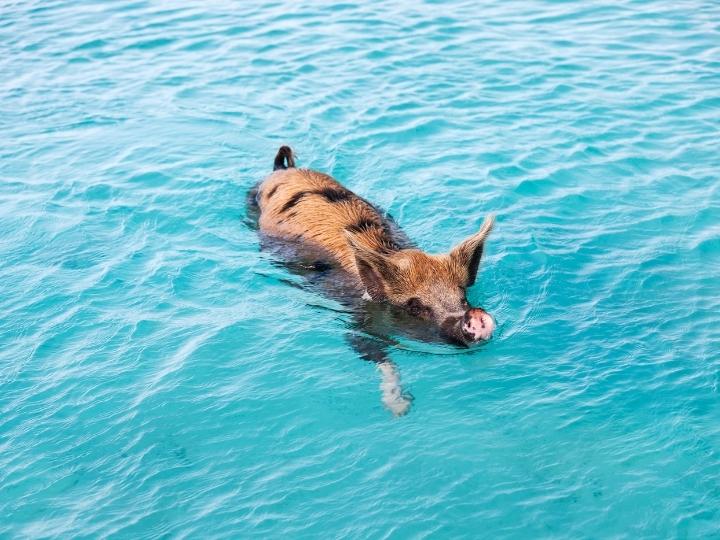 Swimming with Pigs