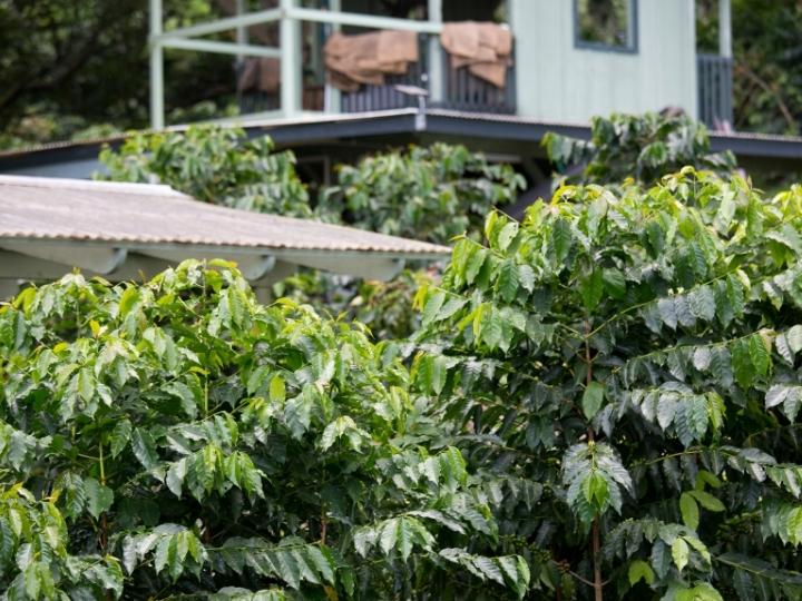 Visit Coffee Farms in Kona