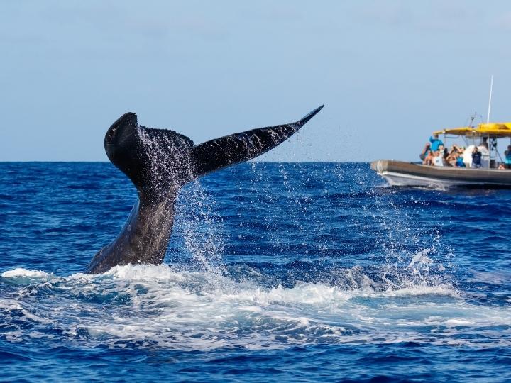 Whale Watching near Hawaii