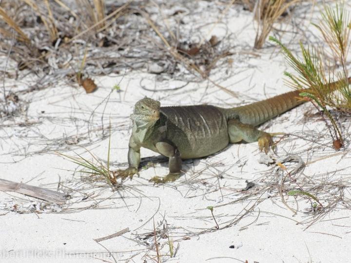 Iguana Island