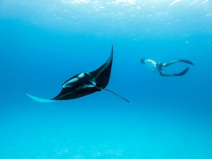 Swim with Manta Rays